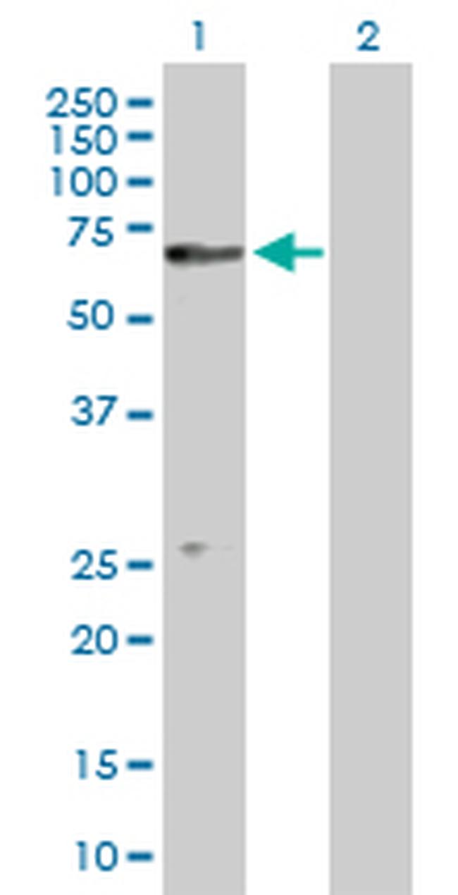 CUGBP1 Antibody in Western Blot (WB)