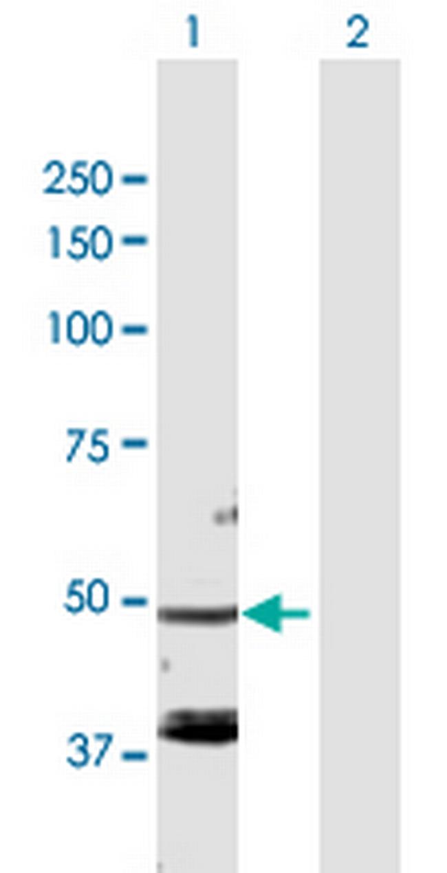 FARS2 Antibody in Western Blot (WB)