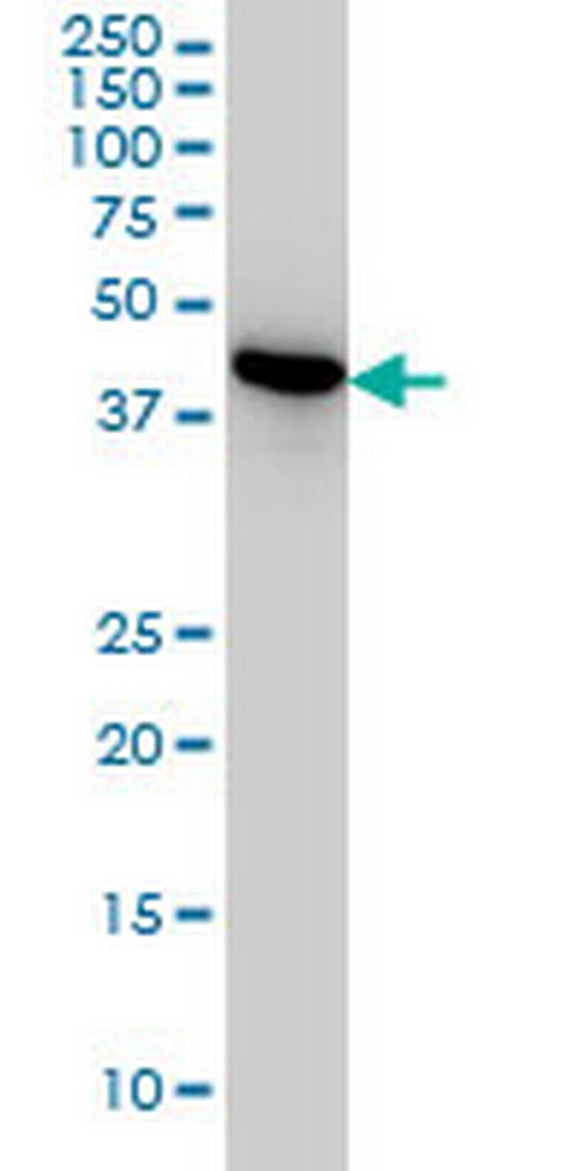 NUDC Antibody in Western Blot (WB)