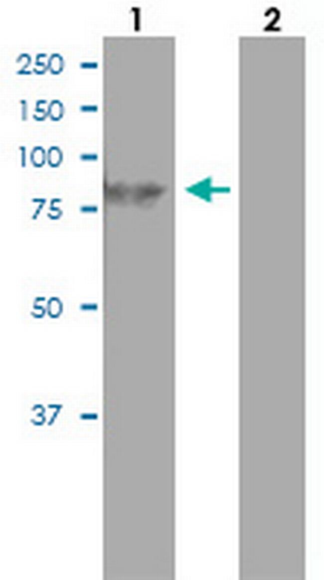 HBS1L Antibody in Western Blot (WB)