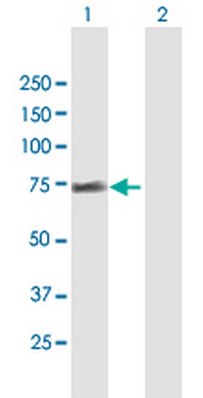 FRS2 Antibody in Western Blot (WB)