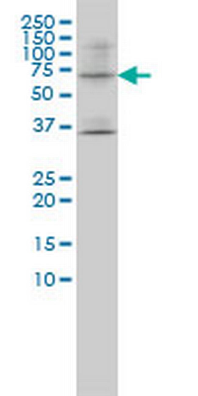 LILRB1 Antibody in Western Blot (WB)