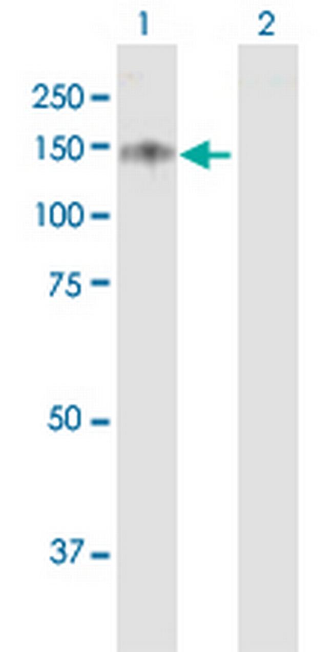 USP19 Antibody in Western Blot (WB)