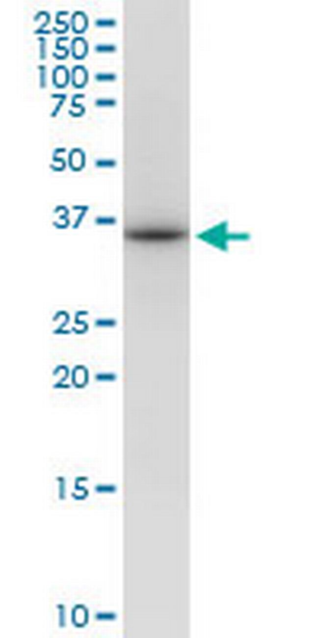 VAX1 Antibody in Western Blot (WB)