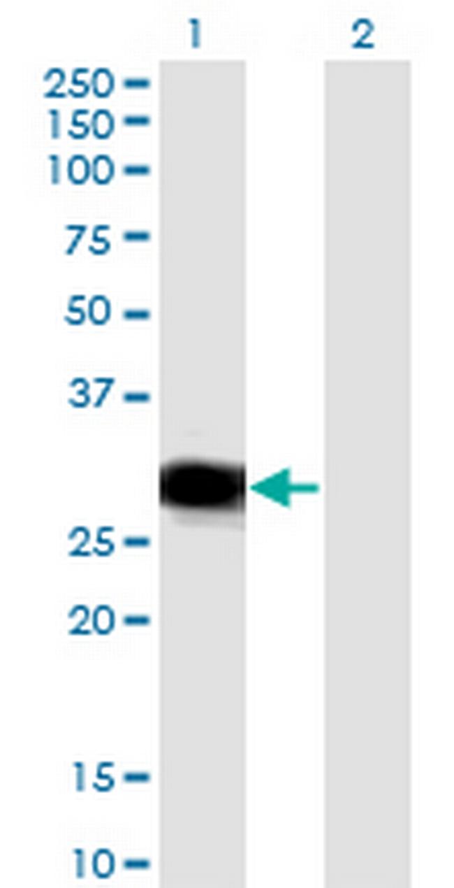 RBPMS Antibody in Western Blot (WB)