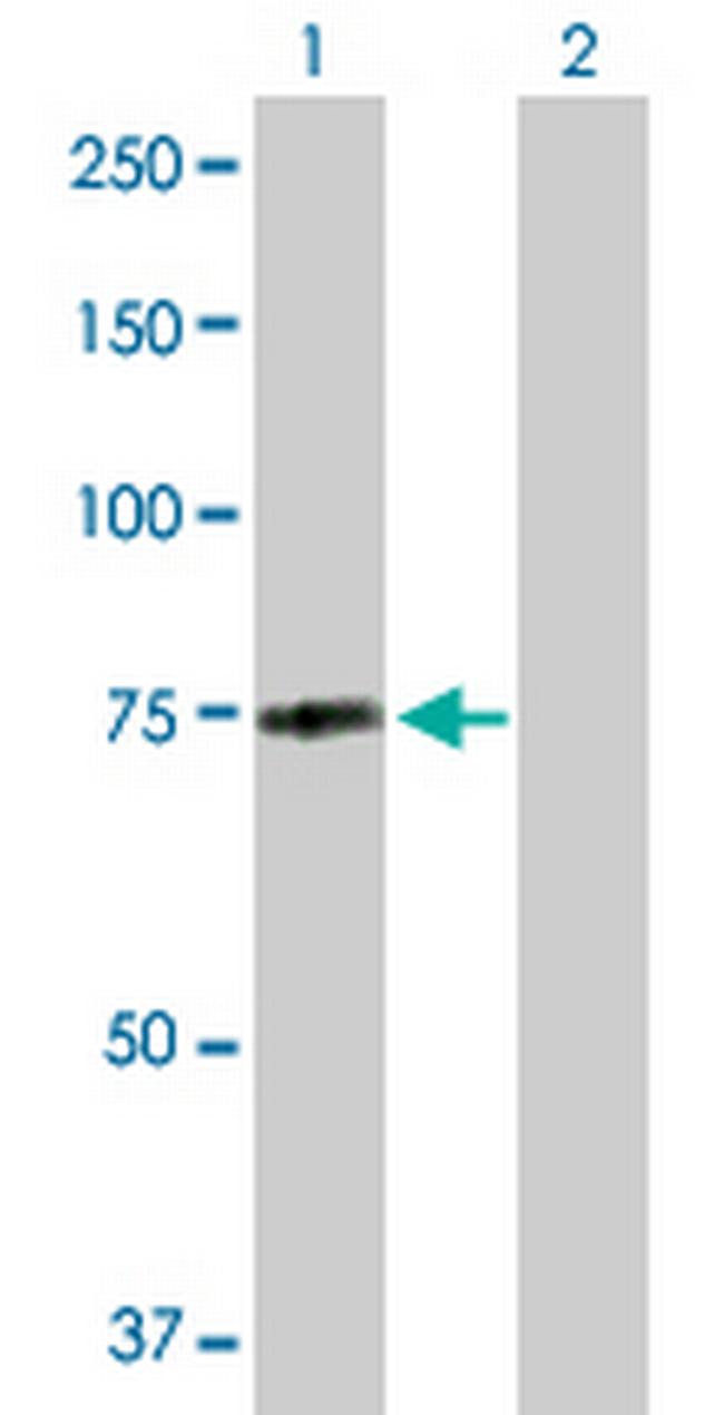 MID2 Antibody in Western Blot (WB)