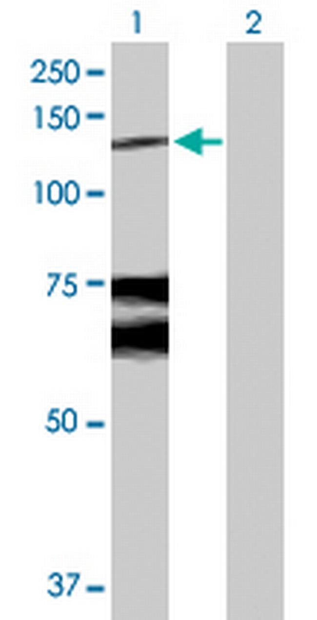 WWP1 Antibody in Western Blot (WB)