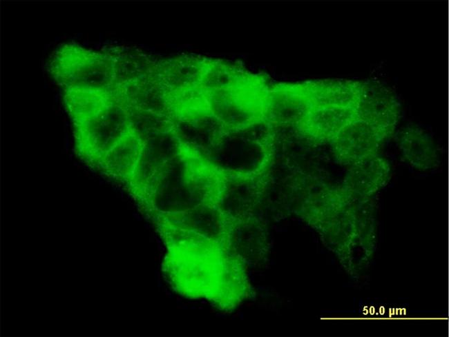 WWP1 Antibody in Immunocytochemistry (ICC/IF)