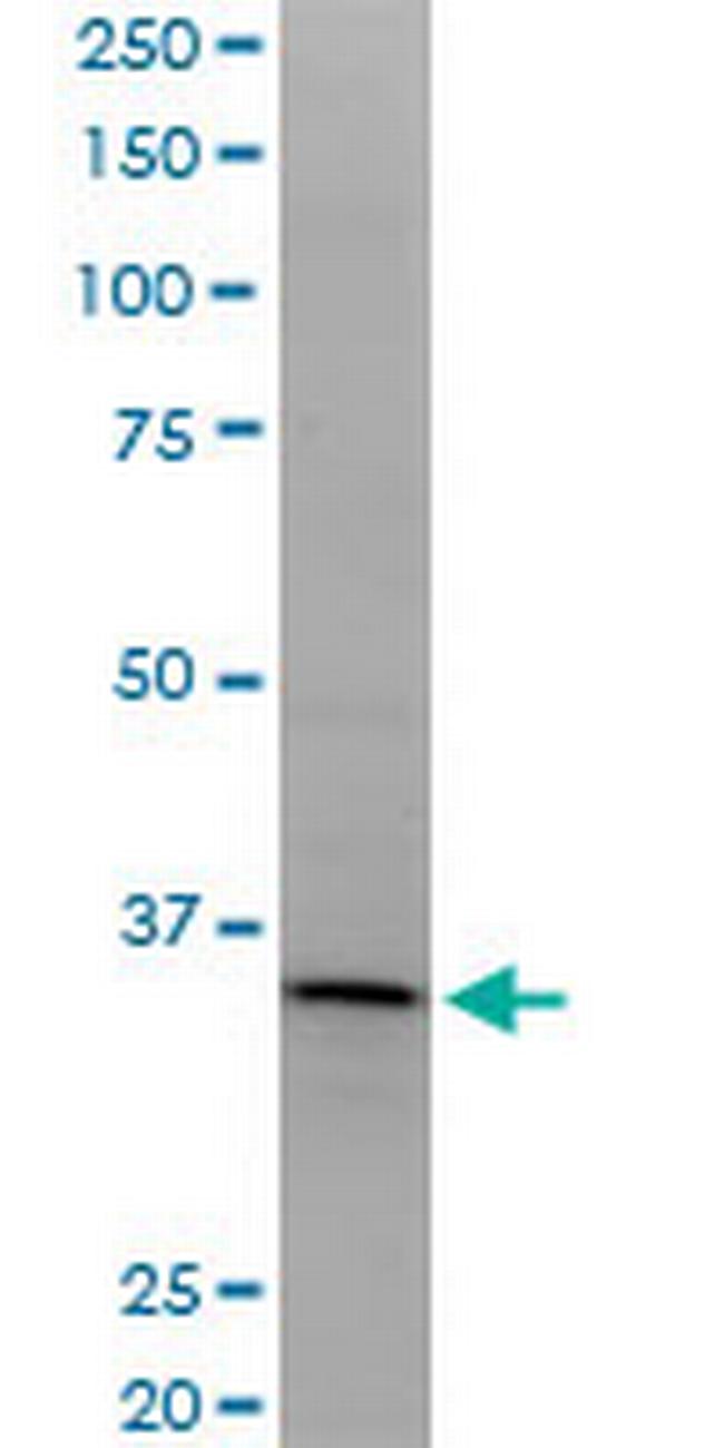 LDB3 Antibody in Western Blot (WB)