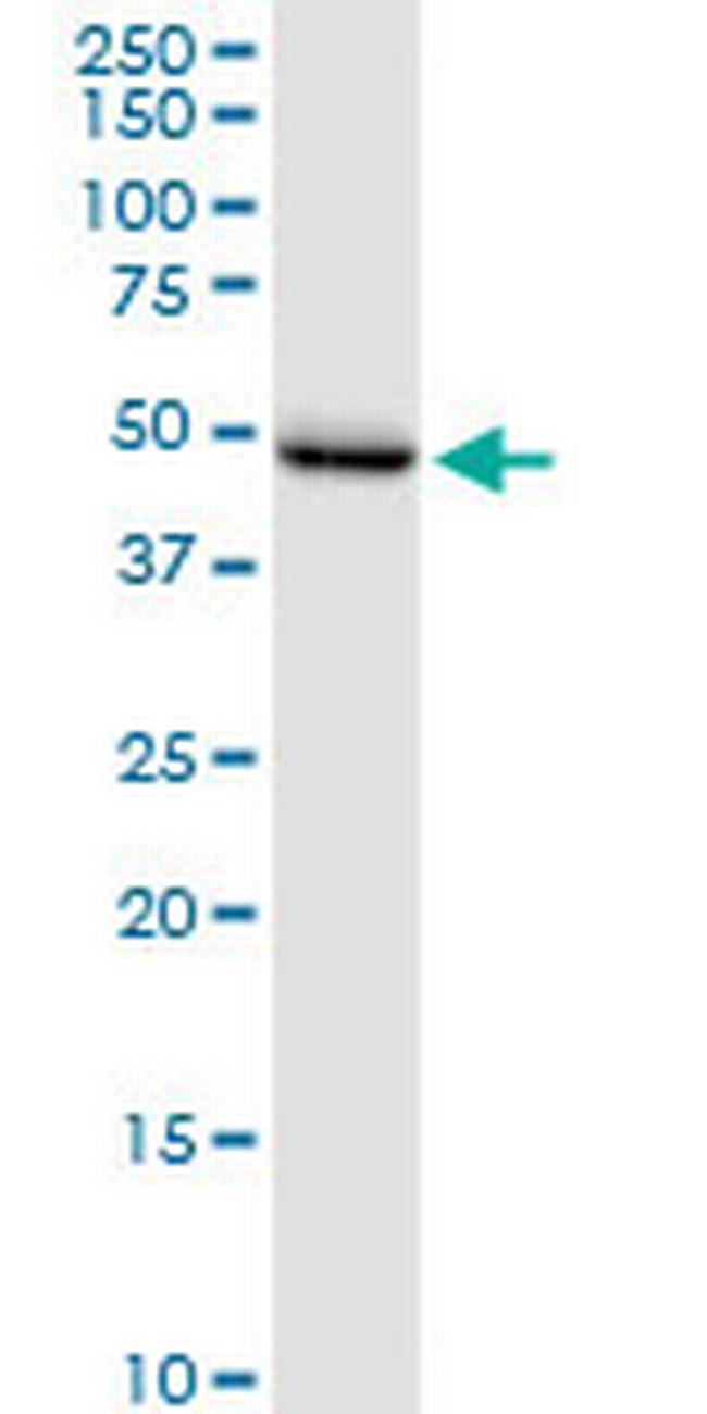 PSIP1 Antibody in Western Blot (WB)