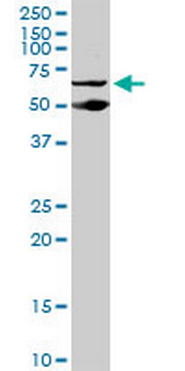 PSIP1 Antibody in Western Blot (WB)