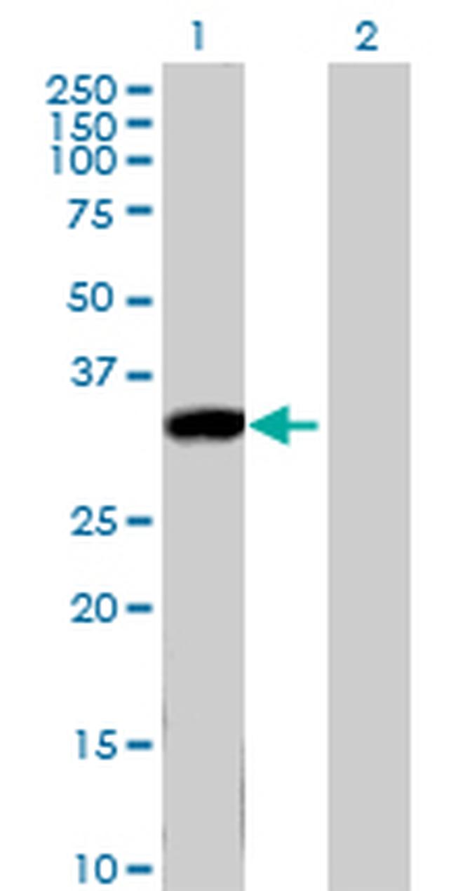 KLK8 Antibody in Western Blot (WB)