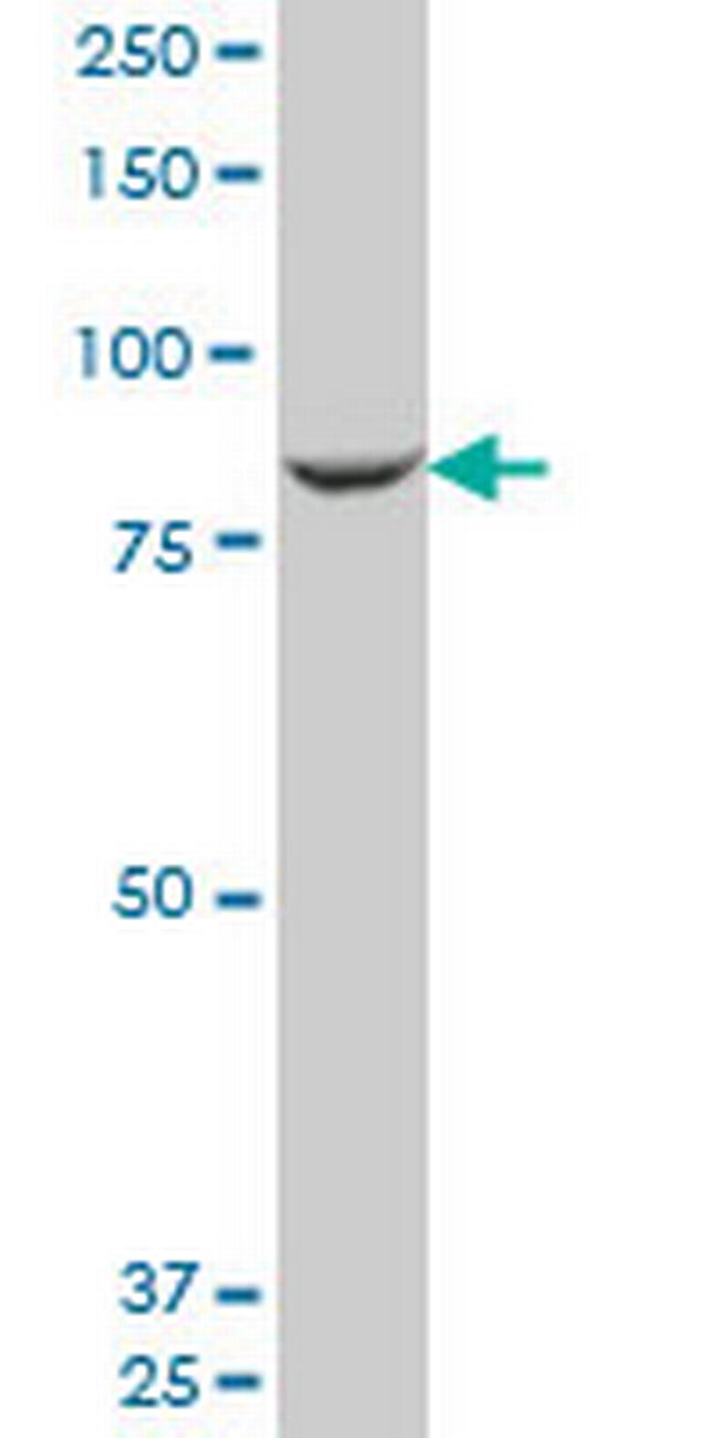 MAN1B1 Antibody in Western Blot (WB)