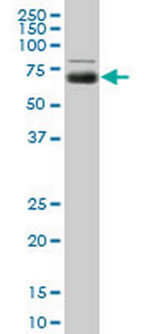 MGAT4A Antibody in Western Blot (WB)