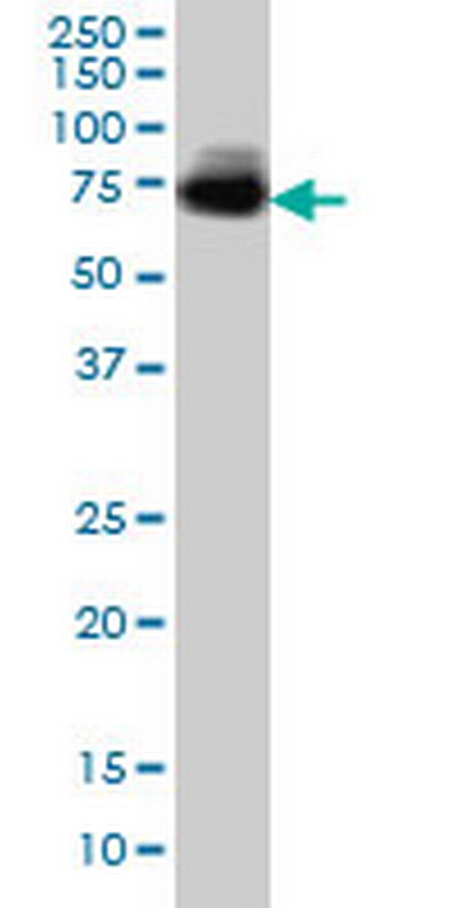 MGAT4A Antibody in Western Blot (WB)