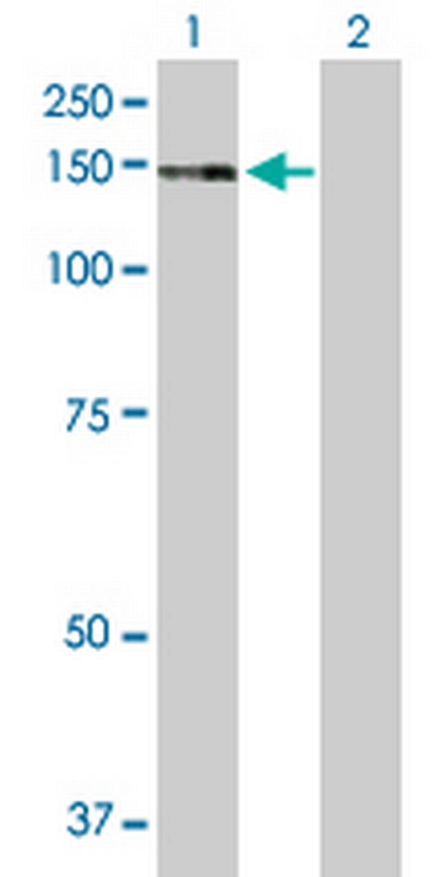 ZNF507 Antibody in Western Blot (WB)