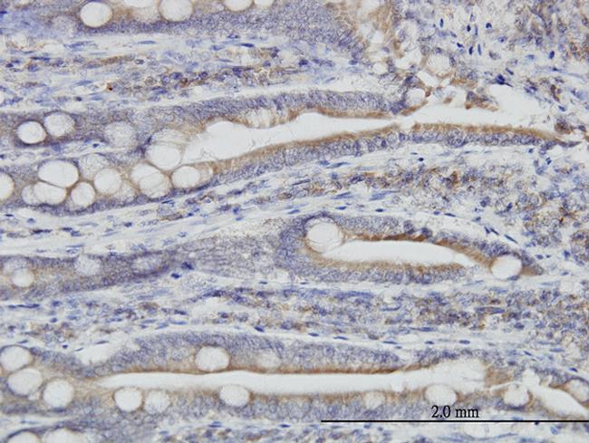 TXNDC4 Antibody in Immunohistochemistry (Paraffin) (IHC (P))