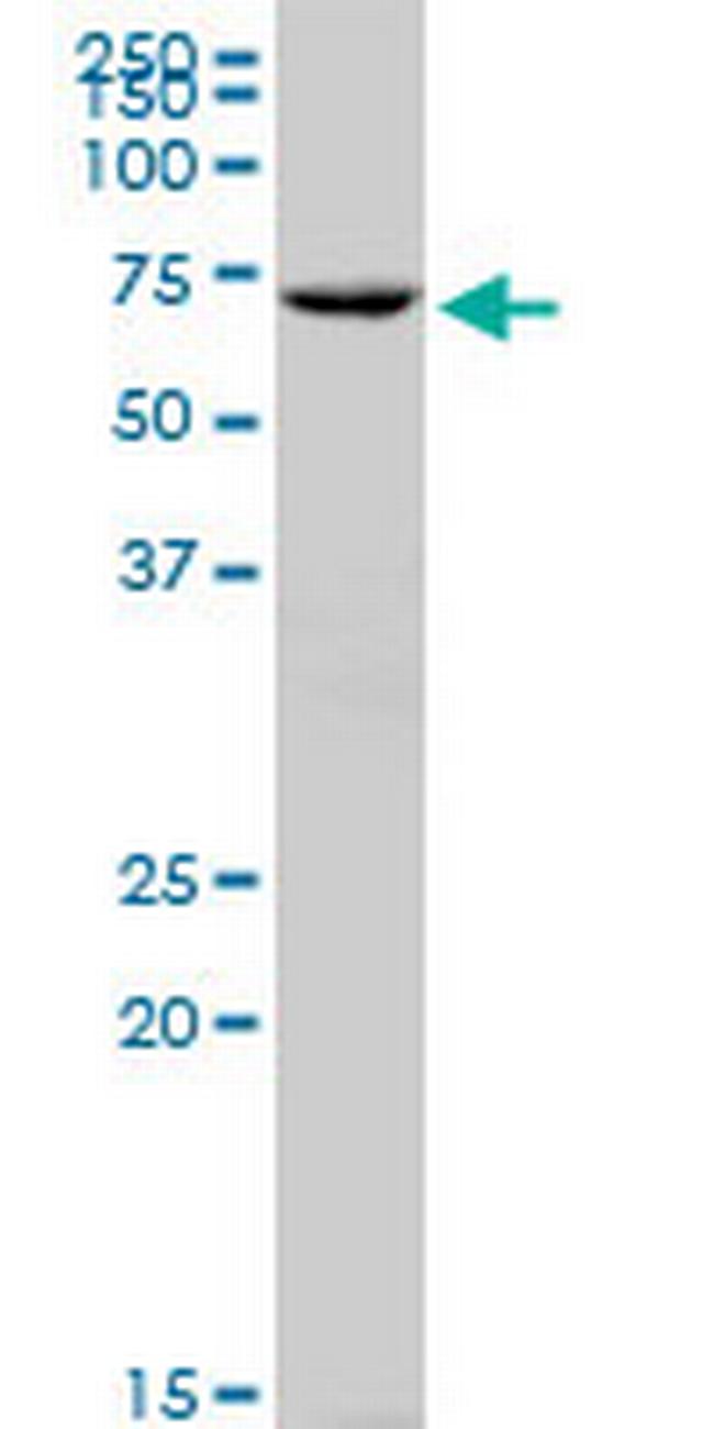 SWAP70 Antibody in Western Blot (WB)