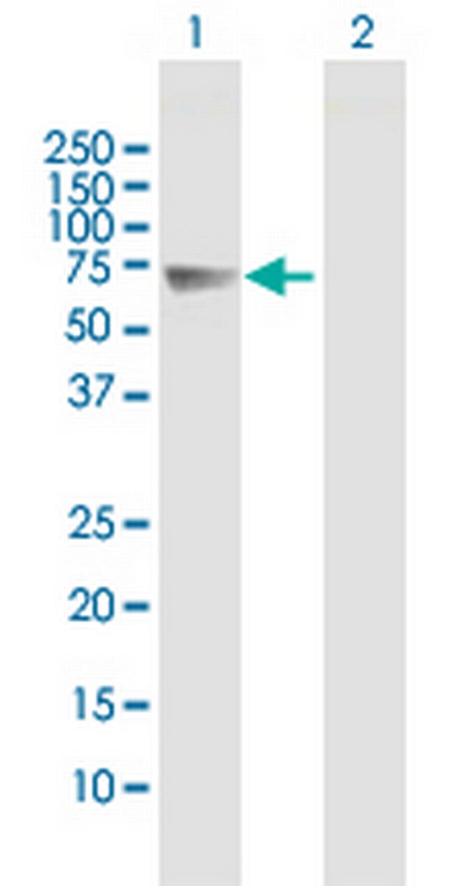 FSTL4 Antibody in Western Blot (WB)