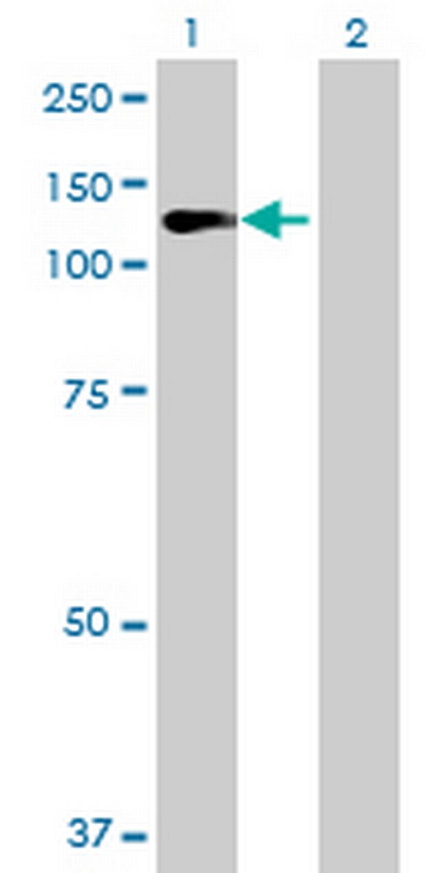 RGL1 Antibody in Western Blot (WB)