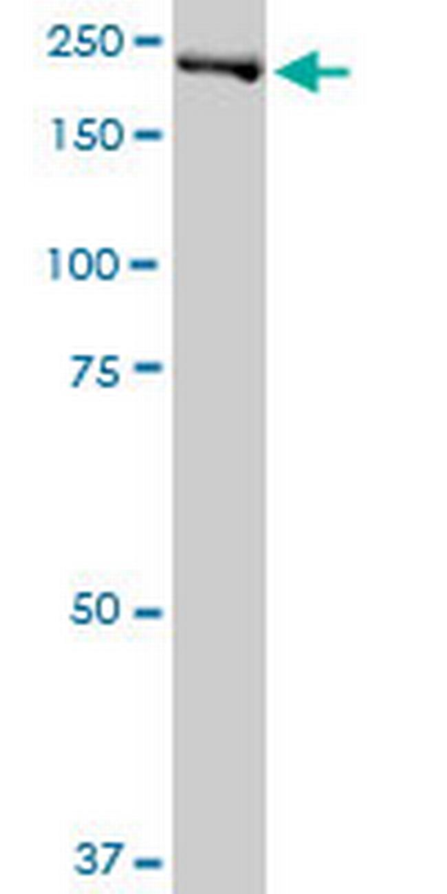 DNMBP Antibody in Western Blot (WB)