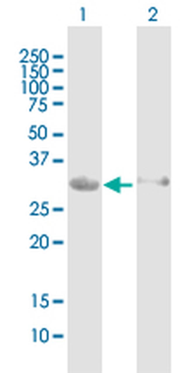 HEY1 Antibody in Western Blot (WB)