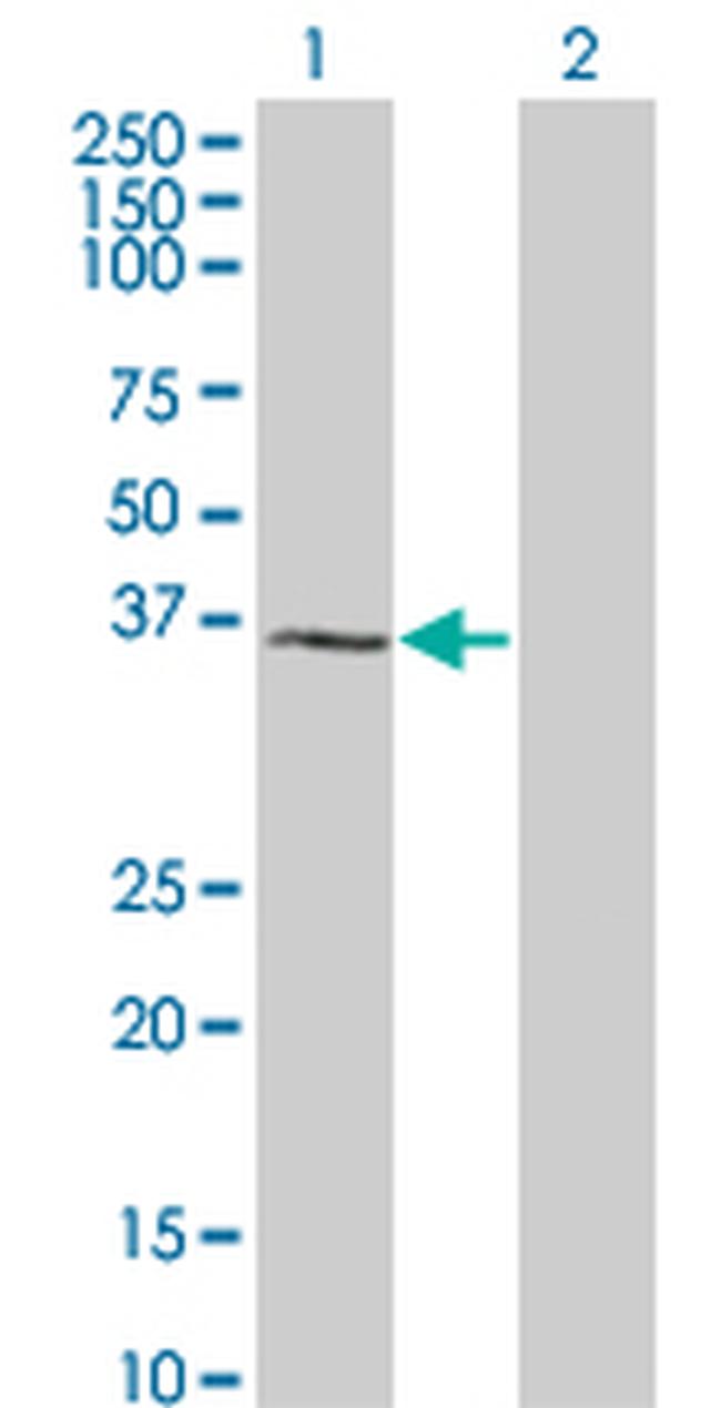 HEY1 Antibody in Western Blot (WB)