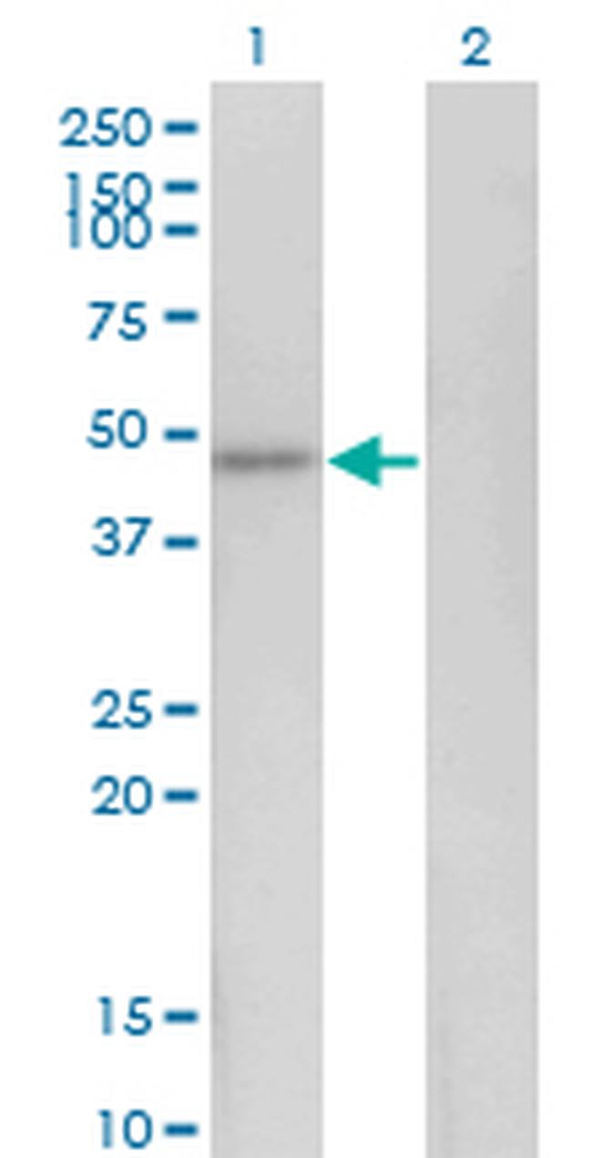 HEY1 Antibody in Western Blot (WB)