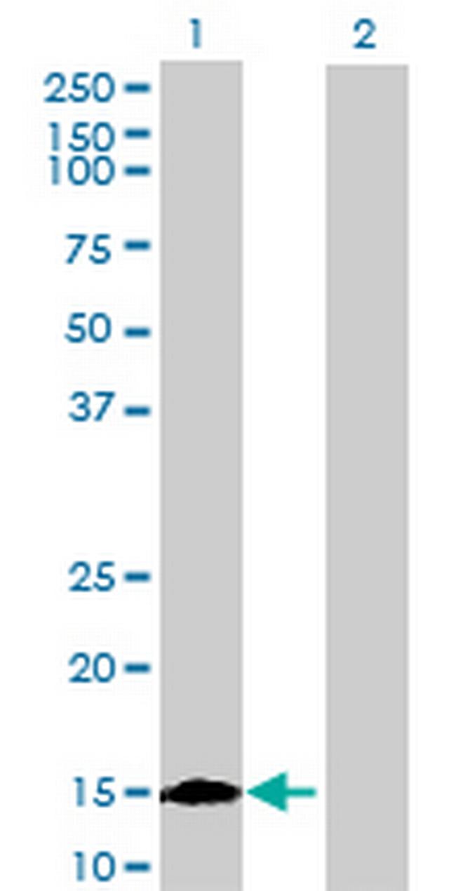 NIFUN Antibody in Western Blot (WB)