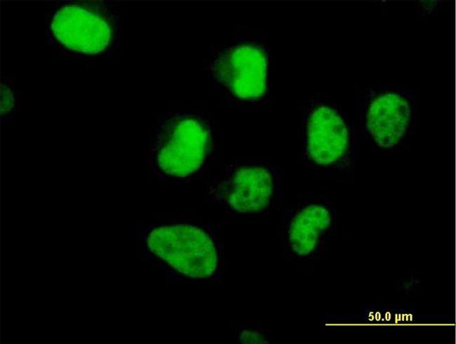 POLA2 Antibody in Immunocytochemistry (ICC/IF)