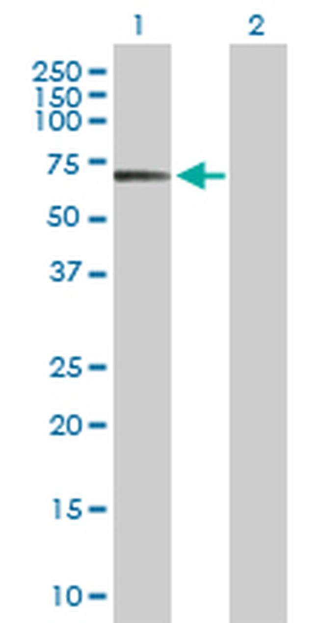 POLA2 Antibody in Western Blot (WB)