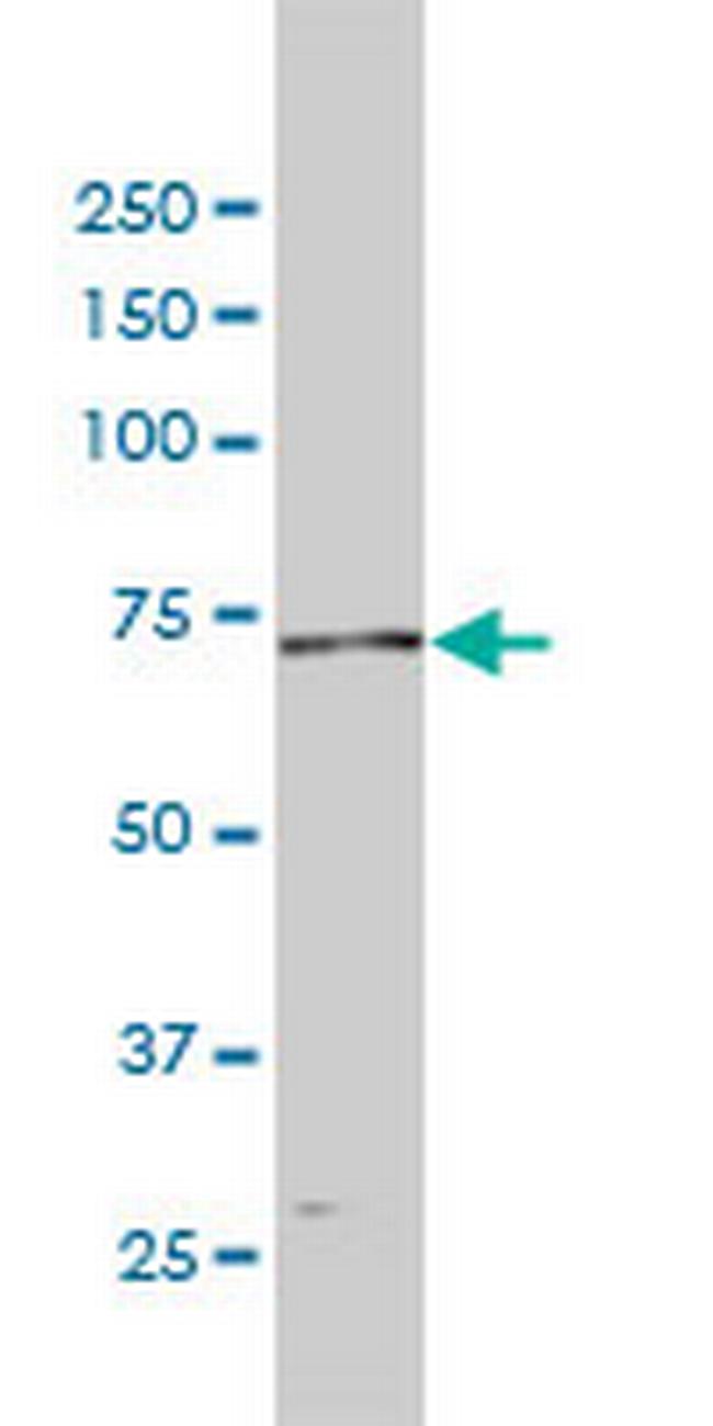 POLA2 Antibody in Western Blot (WB)