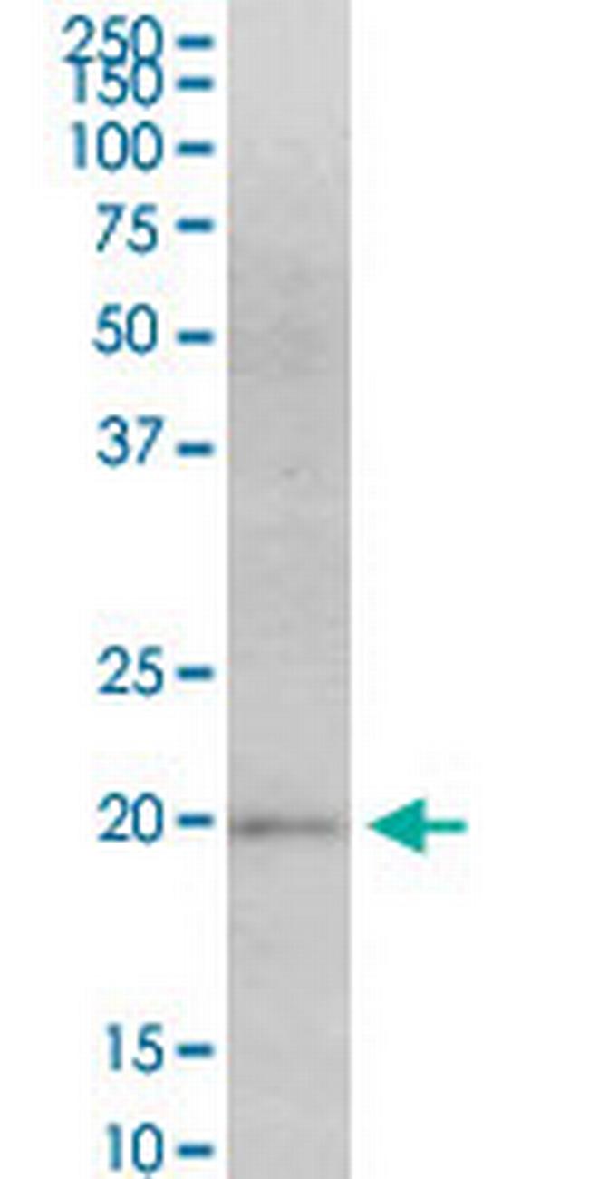 MAFF Antibody in Western Blot (WB)