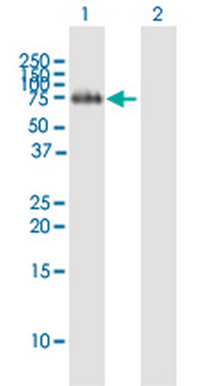 FLRT2 Antibody in Western Blot (WB)