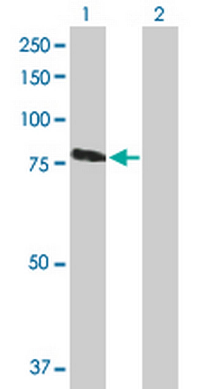 RASGRP3 Antibody in Western Blot (WB)