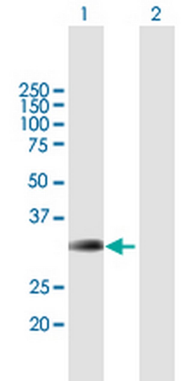 BRMS1 Antibody in Western Blot (WB)