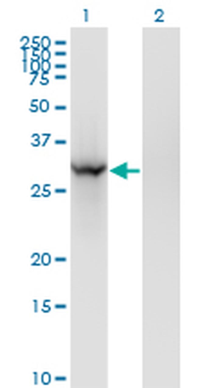 BRMS1 Antibody in Western Blot (WB)