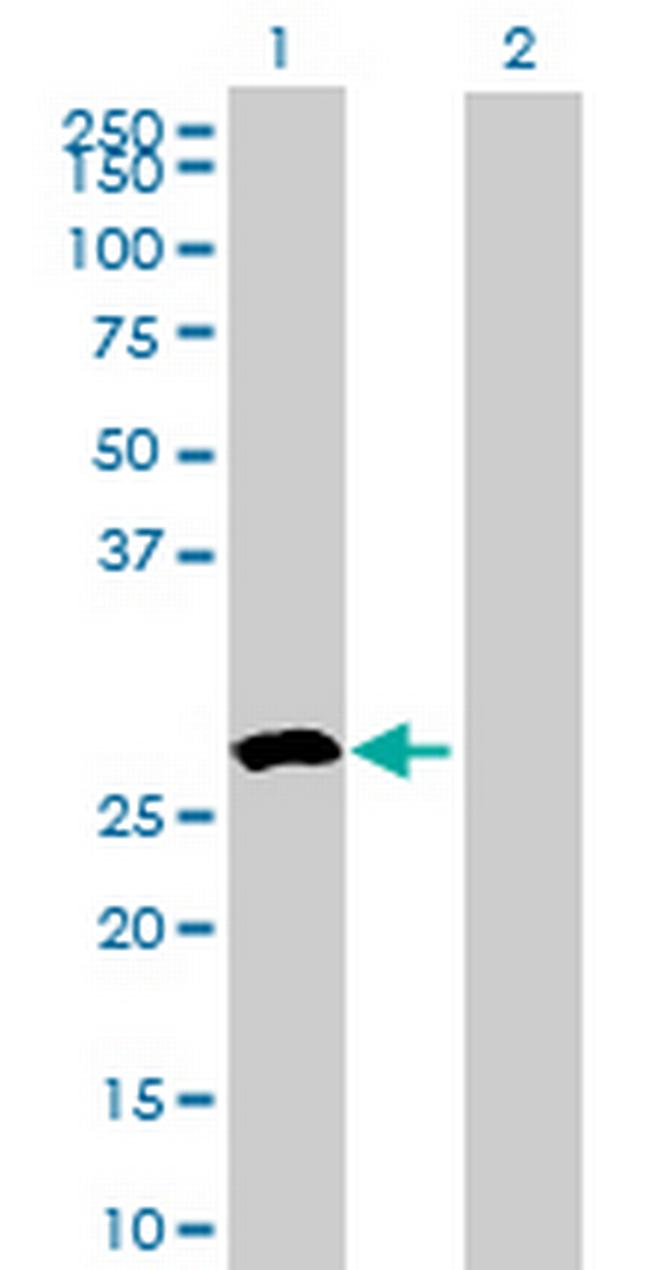 RWDD3 Antibody in Western Blot (WB)