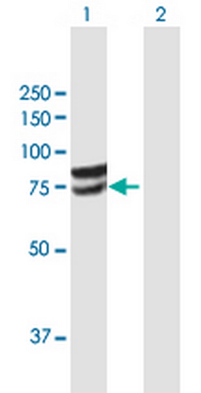 GLCE Antibody in Western Blot (WB)