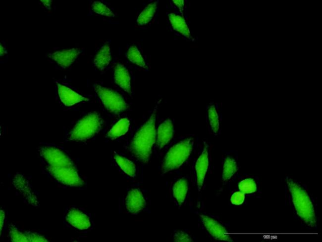 STAP1 Antibody in Immunocytochemistry (ICC/IF)