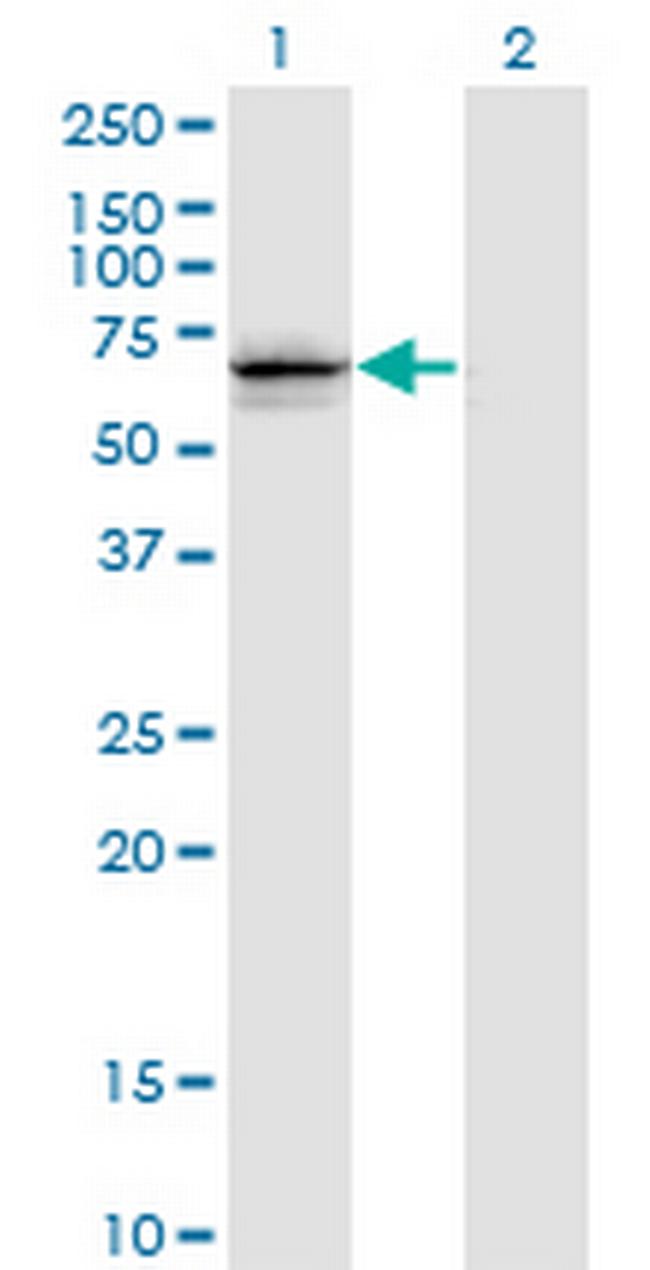 GNL3 Antibody in Western Blot (WB)