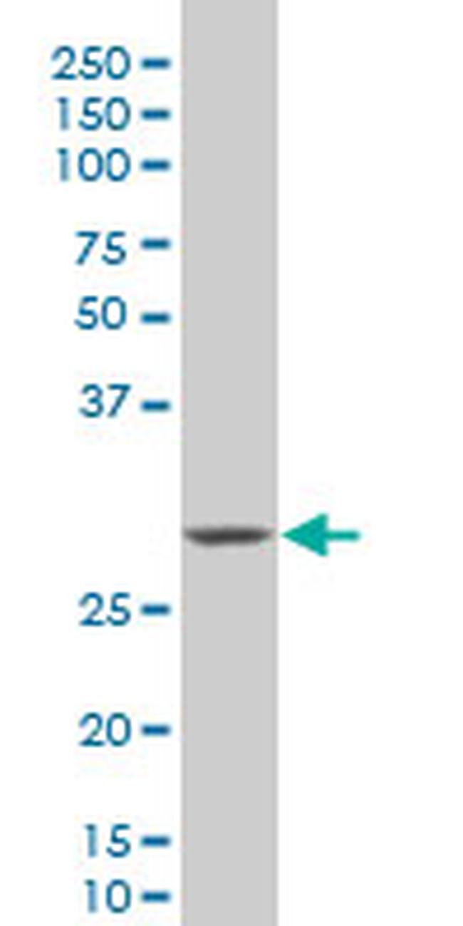 HEYL Antibody in Western Blot (WB)