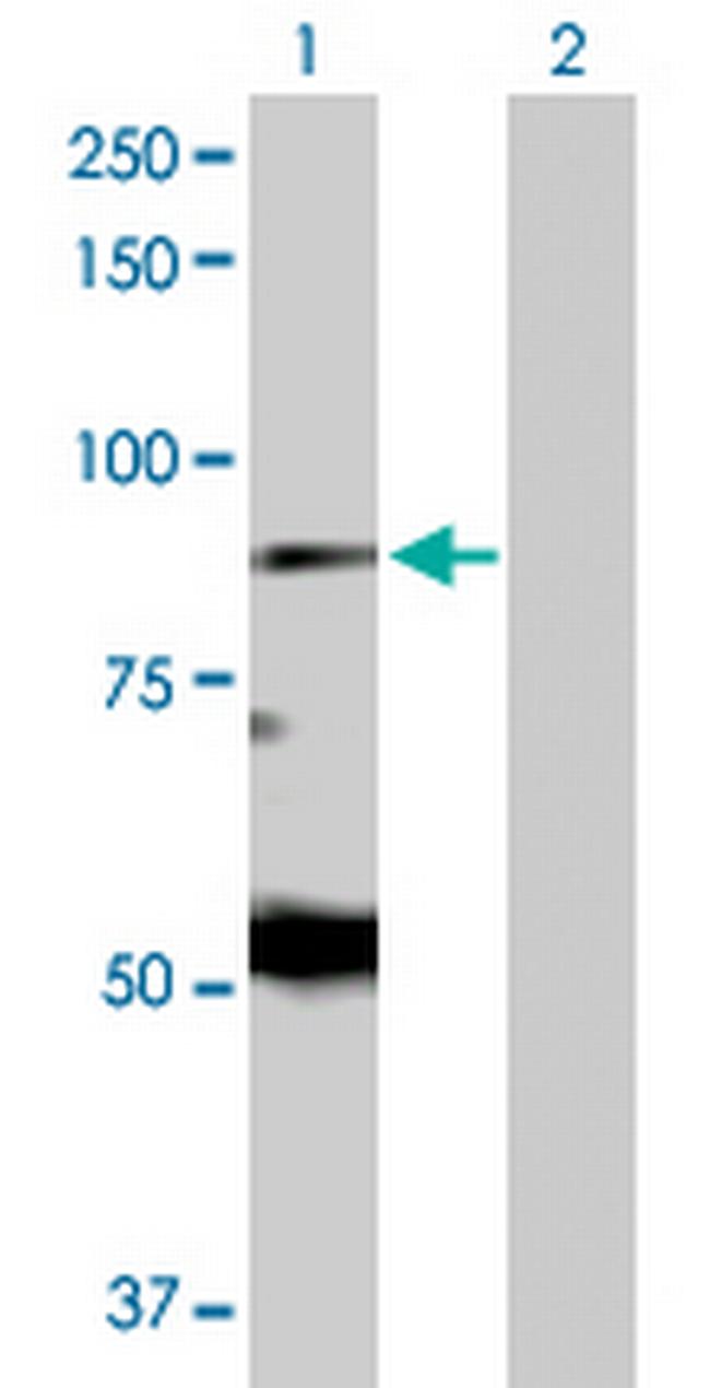 EIF2AK1 Antibody in Western Blot (WB)