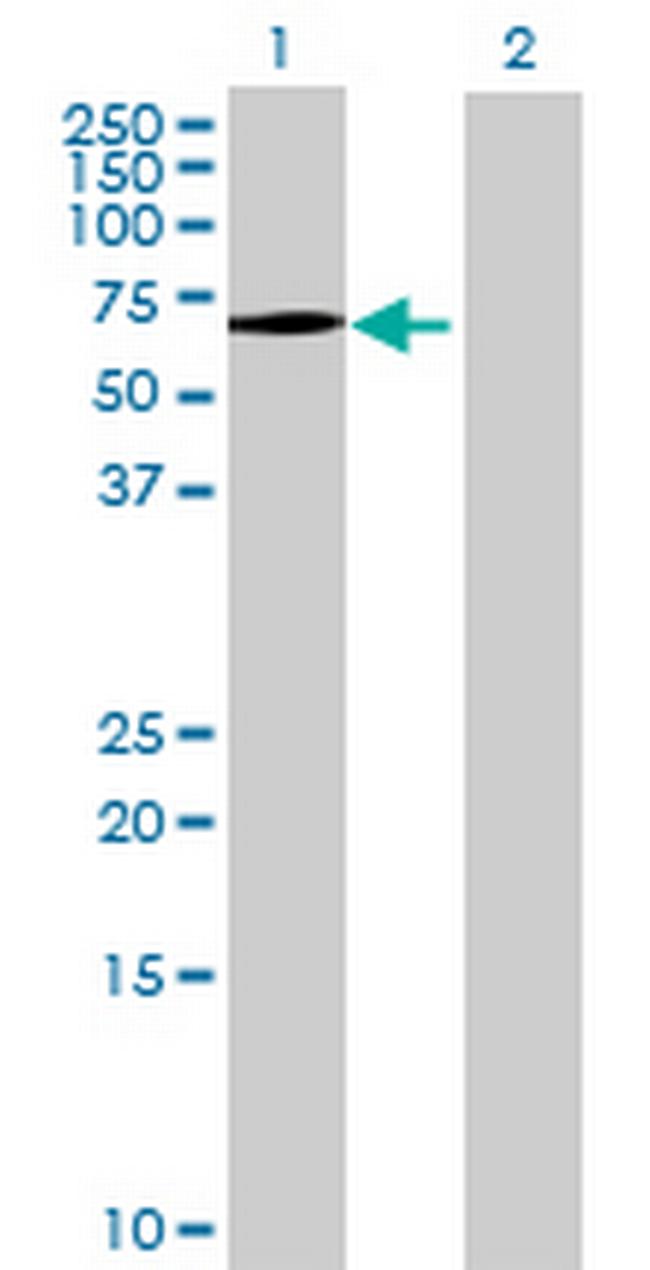 NDOR1 Antibody in Western Blot (WB)