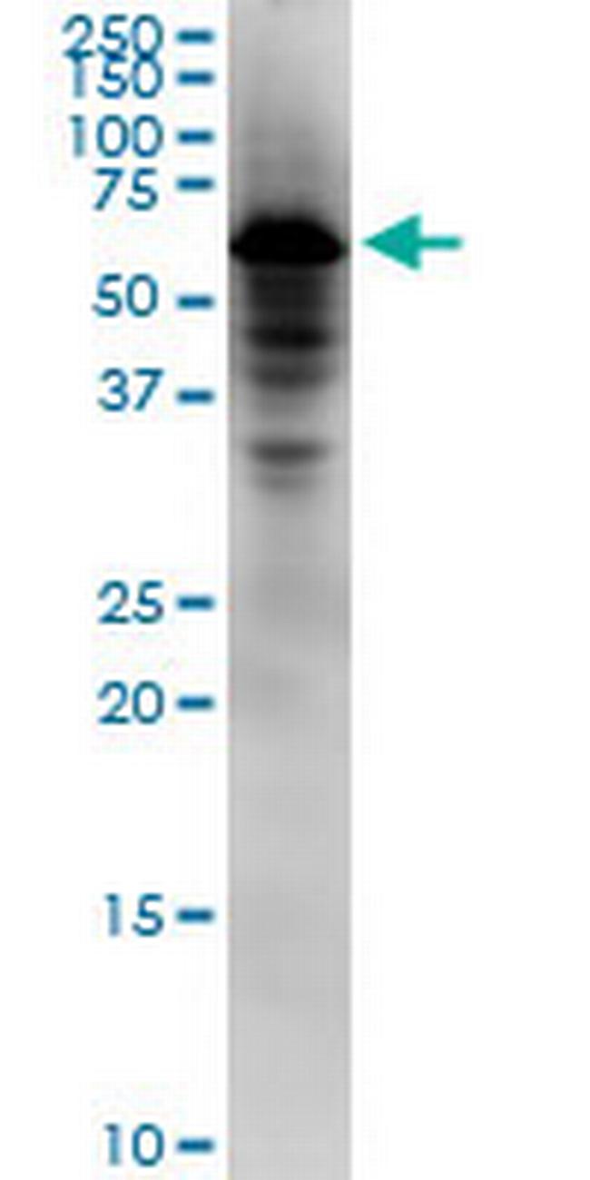 NDOR1 Antibody in Western Blot (WB)