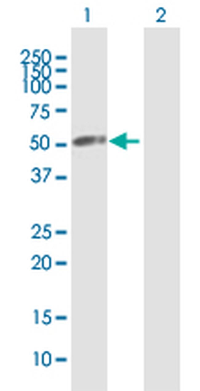 VPS4A Antibody in Western Blot (WB)