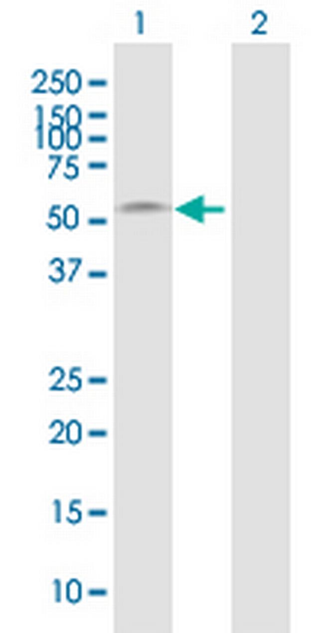 BMP10 Antibody in Western Blot (WB)