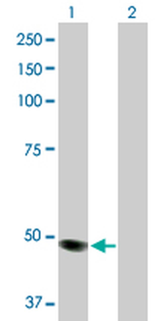 MOCS3 Antibody in Western Blot (WB)