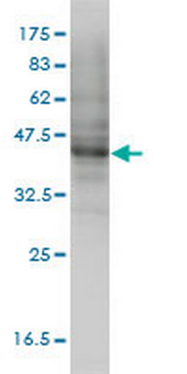 MOCS3 Antibody in Western Blot (WB)