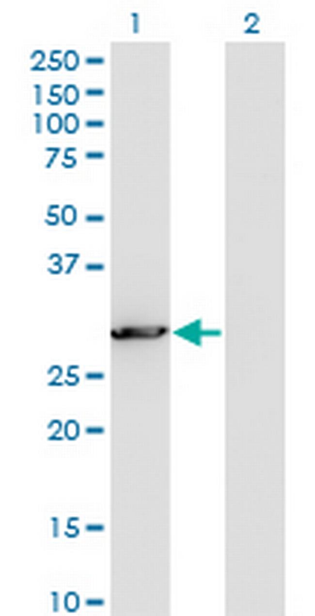 PCSK1N Antibody in Western Blot (WB)